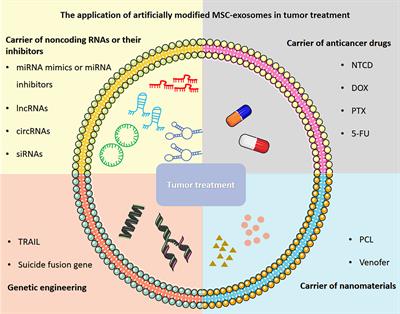 The potential applications of artificially modified exosomes derived from mesenchymal stem cells in tumor therapy